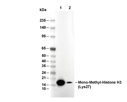Histone H3 (mono methyl Lys27) Antibody [G24J14] WB