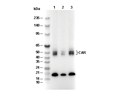 F4634-wb