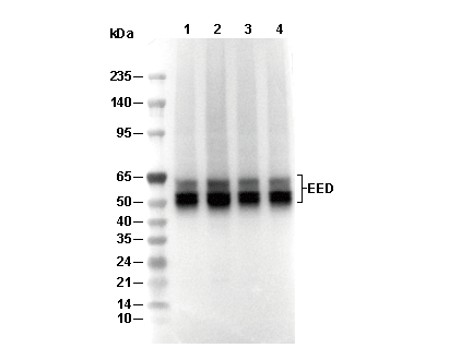 EED Antibody [E19A22] WB