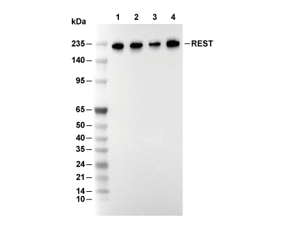 REST Antibody [G10D4] WB