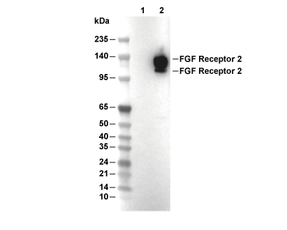 F4639-wb