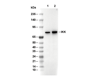 IKK&epsilon; Antibody [K13B1] WB