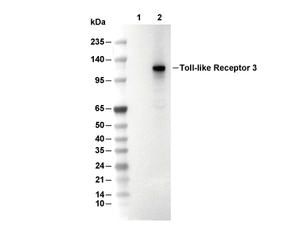 Toll-like Receptor 3 Antibody [H22B16] WB