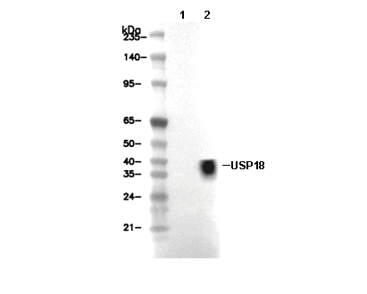 USP18 Antibody [A22C11] WB