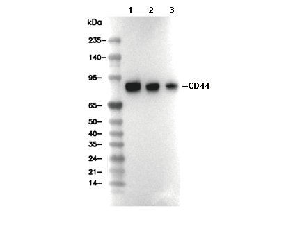 F4654-wb