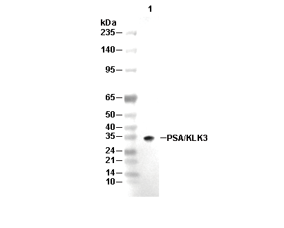 PSA/KLK3 Antibody [M14P16] WB