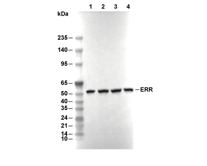 Estrogen Related Receptor&alpha; Antibody [H18K23] WB