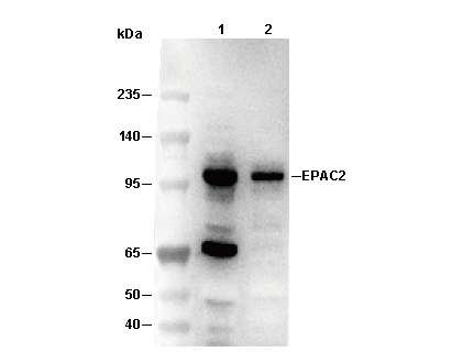 EPAC2 Antibody [G13N1] WB