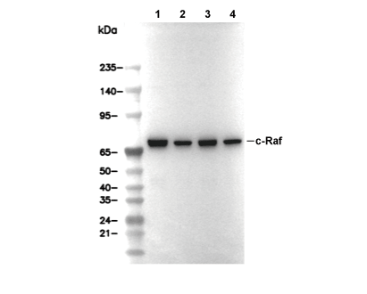 c-Raf Antibody [K20J19] WB
