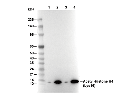 Acetyl-Histone H4 (Lys16) Antibody [G21H2] WB