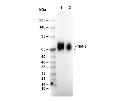 TIM-3 Antibody [F19D23] WB