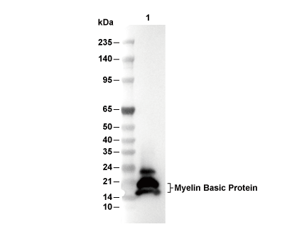 Myelin Basic Protein Antibody [E7M20] WB