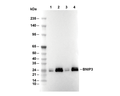 BNIP3 Antibody [A22K11] WB