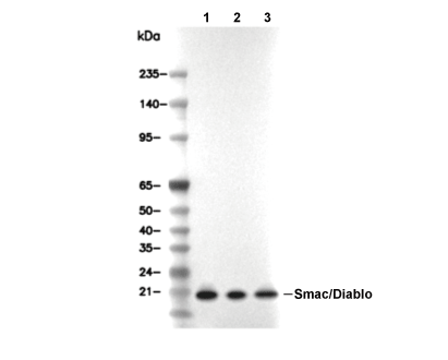 Smac/Diablo Antibody [J14F1] WB