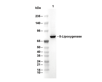 5 Lipoxygenase/5-LO Antibody [G15A12] WB