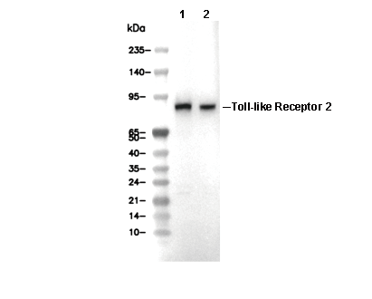 Toll-like Receptor 2 Antibody [M20D11] WB