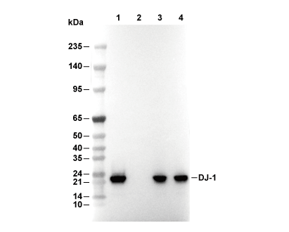PARK7/DJ1 Antibody [D23K10] WB