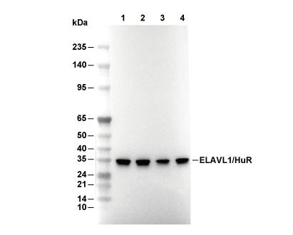 HuR/ELAVL1 Antibody [G18B5] WB