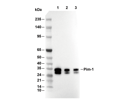 Pim-1 Antibody [J10P8] WB