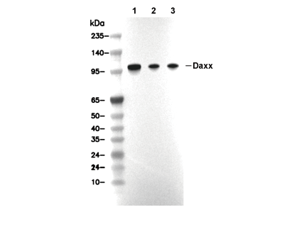 Daxx Antibody [H1F20] WB