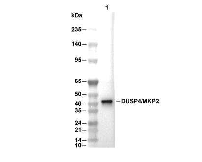 DUSP4 Antibody [F2A21] WB