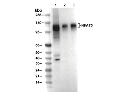 NFAT3 Antibody [H15F22] WB