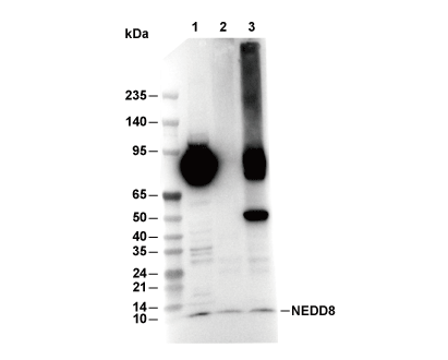 NEDD8 Antibody [F18P17] WB