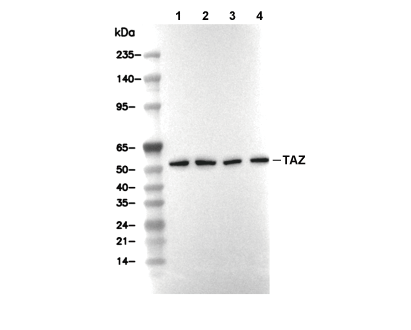 TAZ Antibody [G13C12] WB