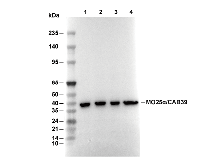 CAB39/MO25 Antibody [H1E9] WB