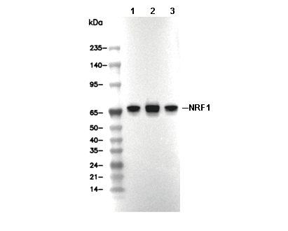 NRF1 Antibody [A16D19] WB