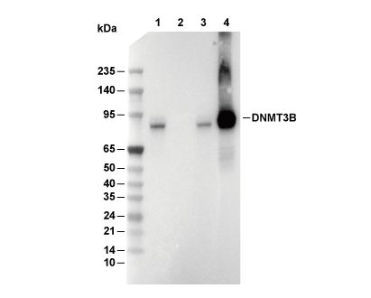 DNMT3B Antibody [K20B15] WB