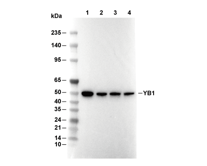 YB1 Antibody [J2K10] WB