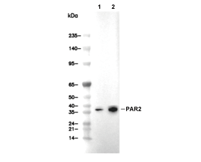 PAR2 Antibody [J17G12] WB