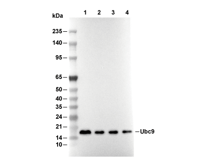 UBE2I/UBC9 Antibody [P3K8] WB