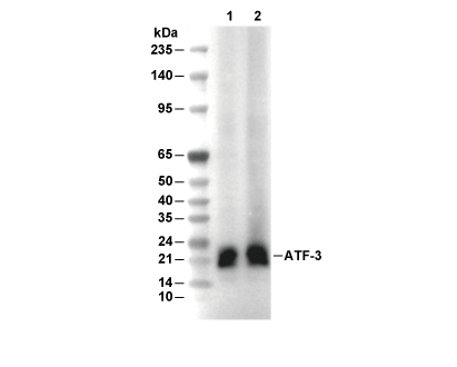 ATF-3 Antibody [D14J2] WB