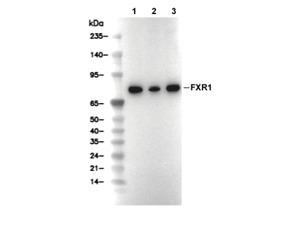 FXR1 Antibody [G5P16] WB