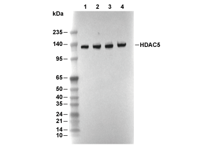 HDAC5 Antibody [B2J1] WB