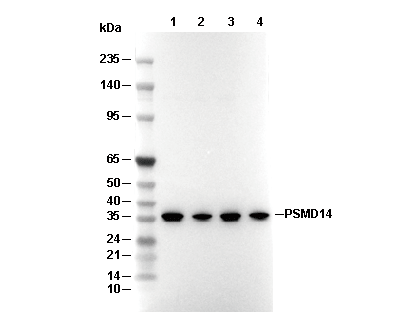 PSMD14 Antibody [G24K15] WB