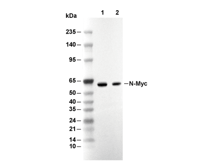 N-Myc Antibody [C8B13] WB