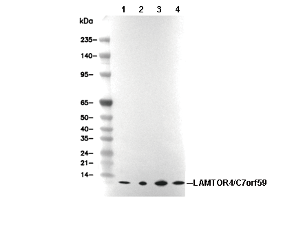 LAMTOR4/C7orf59 Antibody [B13E17] WB