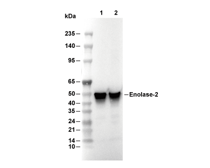 Enolase-2 Antibody [F8D21] WB