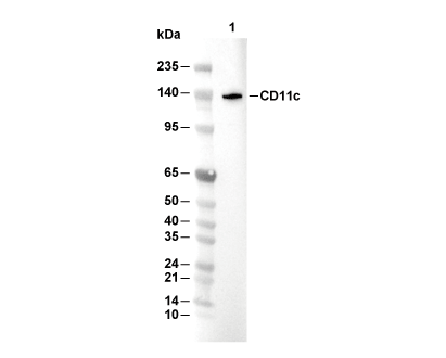 CD11c Antibody [J2H17] WB
