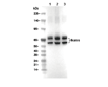 Ikaros Antibody [L1F4] WB