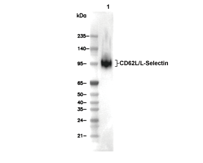 CD62L/L-Selectin Antibody [H14P17] WB