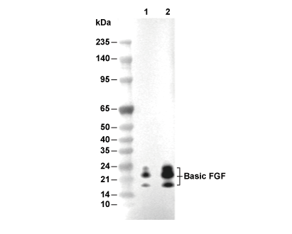 Basic FGF Antibody [L15D6] WB