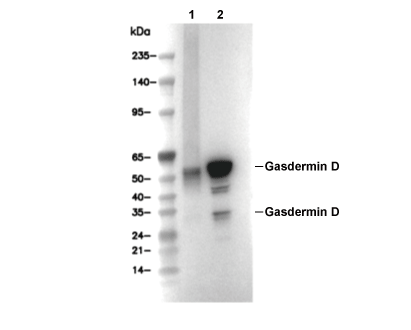 Gasdermin D Antibody [B17C12] WB