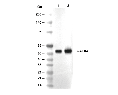 GATA4 Antibody [J18F23] WB