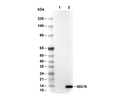ISG15 Antibody [E12B6] WB