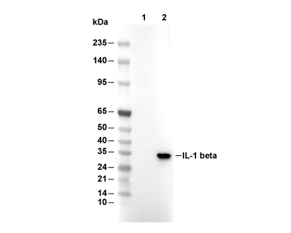 IL-1&beta; Antibody [N17M3] WB