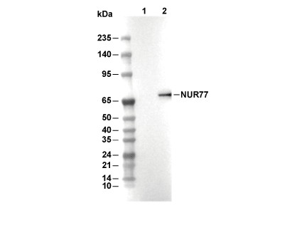 NUR77 Antibody [J10J24] WB
